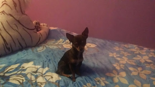 Pet Supply Store «Unleashed by Petco», reviews and photos, 1572 Foothill Blvd, La Verne, CA 91750, USA