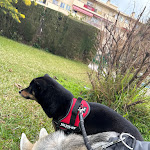 Photo n° 2 de l'avis de Tony.a fait le 04/02/2024 à 10:39 pour Selarl Clinique Veterinaire Fabella à Antibes