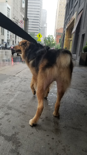 Pet Store «Downtown Pawz», reviews and photos, 1623 Main St #106, Dallas, TX 75201, USA