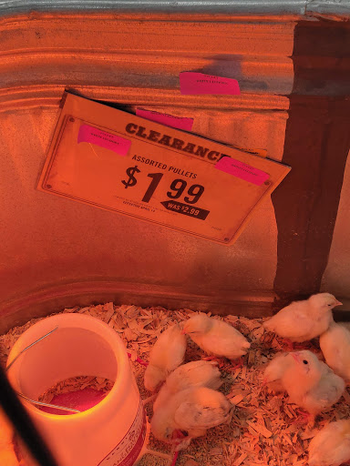 Home Improvement Store «Tractor Supply Co.», reviews and photos, 1390 E Main St, Woodland, CA 95776, USA