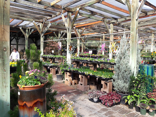 Bonsai plant supplier Albuquerque