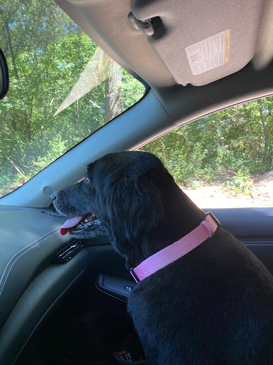 Pet Supply Store «Petco Animal Supplies», reviews and photos, 810 Kingwood Dr, Kingwood, TX 77339, USA