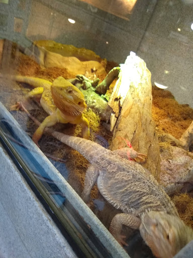 Pet Store «CUSTOM CREATURES PET SHOP», reviews and photos, 10727 N 19th Ave, Phoenix, AZ 85029, USA