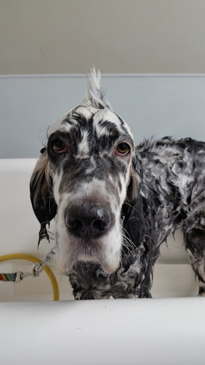 Pet Supply Store «Bark Avenue», reviews and photos, 4781 Granite Dr, Rocklin, CA 95677, USA