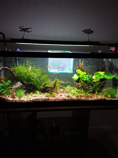 Aquarium «Tropical Treasures», reviews and photos, 3502 W Greenway Rd Suite 7, Phoenix, AZ 85053, USA