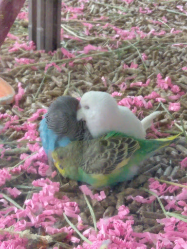 Pet Supply Store «Pet Supplies Plus», reviews and photos, 646 Long Hill Rd, Groton, CT 06340, USA