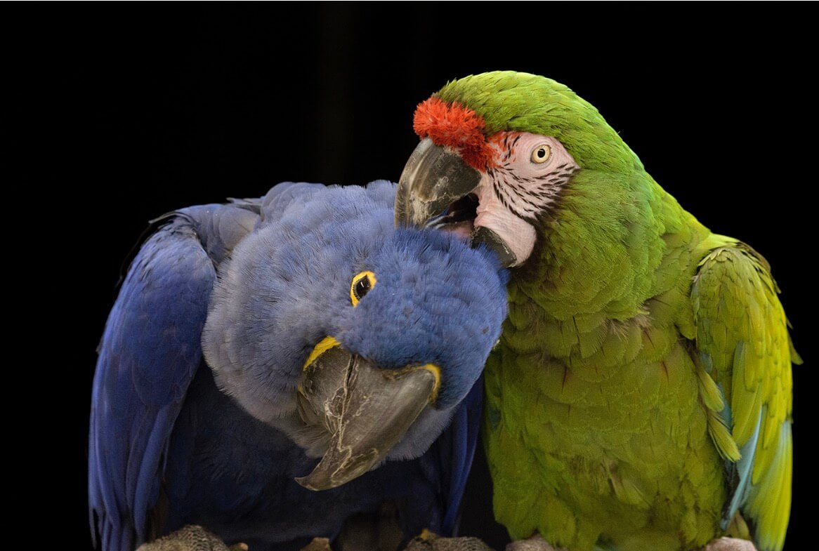 Ruffled Feathers Parrot Rescue and Sanctuary