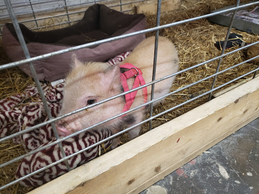 Hardware Store «Buchheit of House Springs», reviews and photos, 4550 Gravois Rd, House Springs, MO 63051, USA