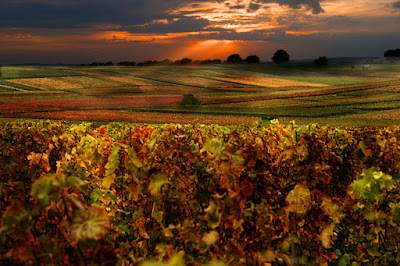 Champagne Brémont Bernard à Ambonnay