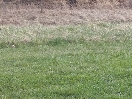 Park «Meadowbrook Park», reviews and photos, 5001 Meadowbrook Ln, Ellicott City, MD 21043, USA