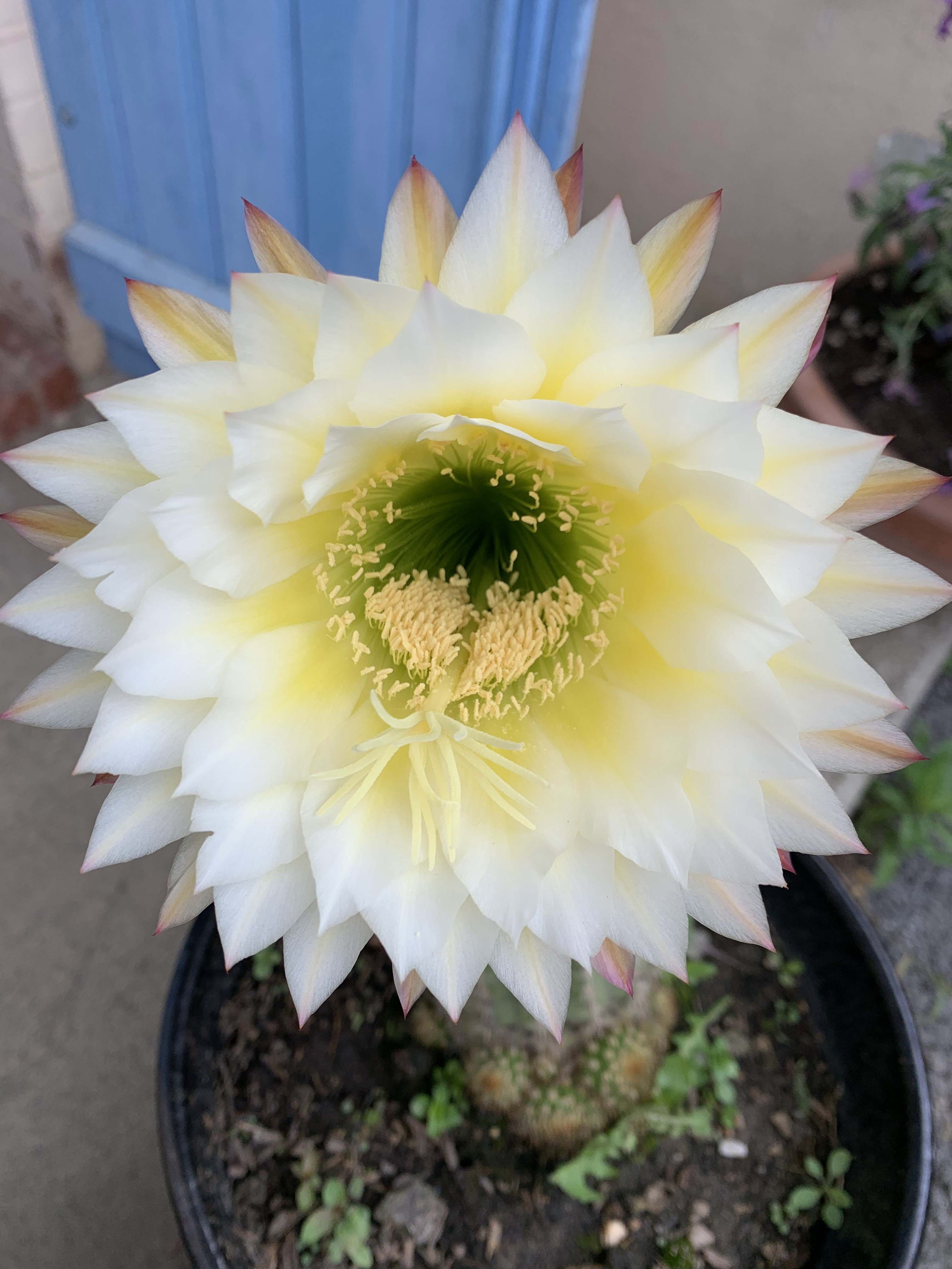 Photo n° 7 de l'avis de Jose.a fait le 01/05/2020 à 08:36