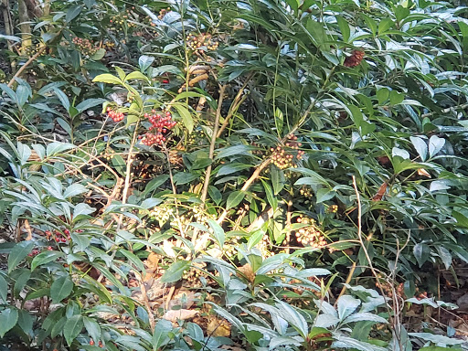 Nature Preserve «Frenchtown Rd Conservation Area», reviews and photos, 17819 Frenchtown Rd, Central, LA 70739, USA