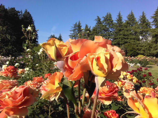 Park «Woodland Park Rose Garden», reviews and photos, 750 N 50th St, Seattle, WA 98103, USA