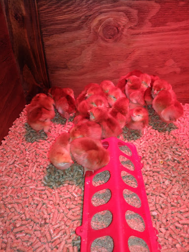 Pet Supply Store «Zamzows on Franklin Blvd», reviews and photos, 1201 Franklin Blvd, Nampa, ID 83687, USA