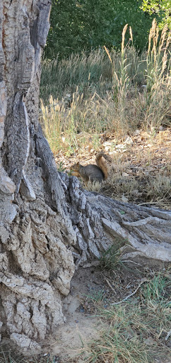 Golf Club «Highlands Ranch Golf Club», reviews and photos, 9000 Creekside Way, Highlands Ranch, CO 80129, USA