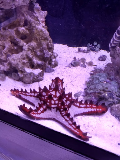 Tropical Fish Store «Classic City Aquariums», reviews and photos, 1260 Mars Hill Rd, Watkinsville, GA 30677, USA