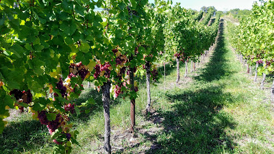 Gîte des Vignes Obernai GDV - Résidence Le Clos des Vignes à Obernai