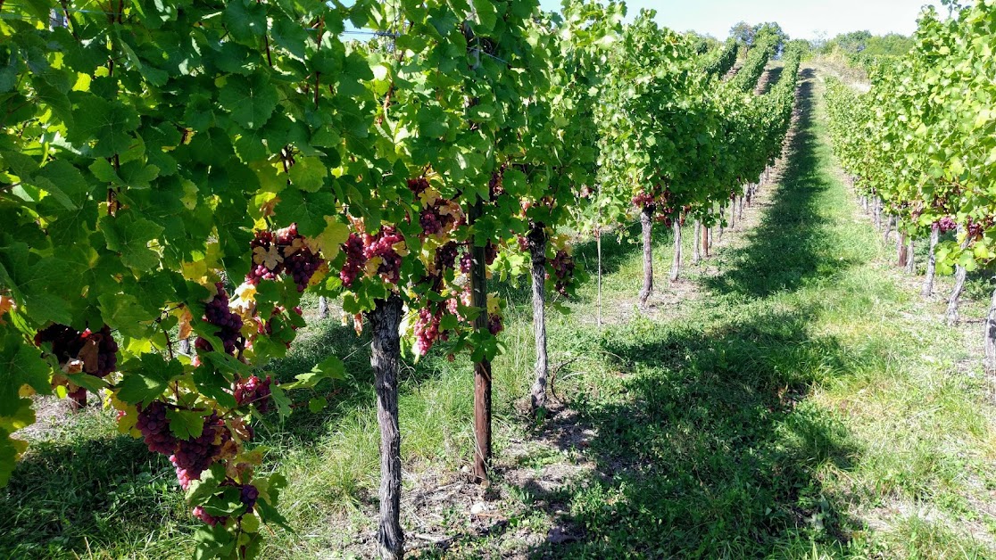 Gîte des Vignes Obernai GDV - Résidence Le Clos des Vignes à Obernai (Bas-Rhin 67)