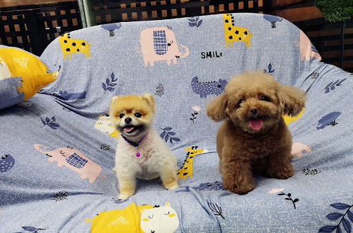 Poodle toy kennels in Kualalumpur