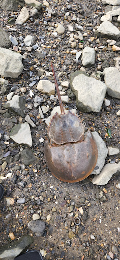 Park «Crocheron Park», reviews and photos, 214-41 34th Ave, Bayside, NY 11361, USA