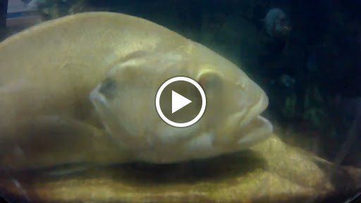 Aquarium «Great Lakes Aquarium», reviews and photos, 353 Harbor Dr, Duluth, MN 55802, USA