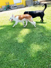 Best Doggy Daycare & Hotel - Car repair in Dallas, TX, Dallas - Rated 4.8/5