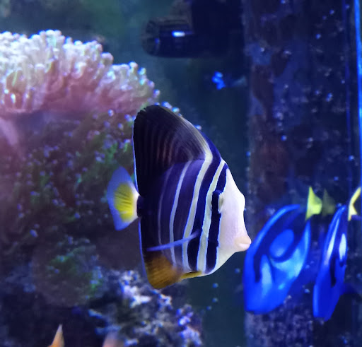 Tropical Fish Store «Aquatic Evolution LLC», reviews and photos, 23 1330 W, Orem, UT 84057, USA