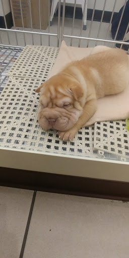 Pet Store «Puppies N Love», reviews and photos, 7700 W Arrowhead Towne Center, Glendale, AZ 85308, USA