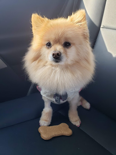 Pet Supply Store «PetSmart», reviews and photos, 139 Radio Dr, Stroudsburg, PA 18360, USA