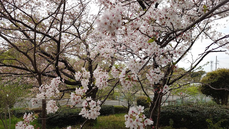 知北平和公園 桜並木