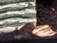 Coastal Critters - Photo 9 - Car repair in Myrtle Beach, SC, Myrtle Beach
