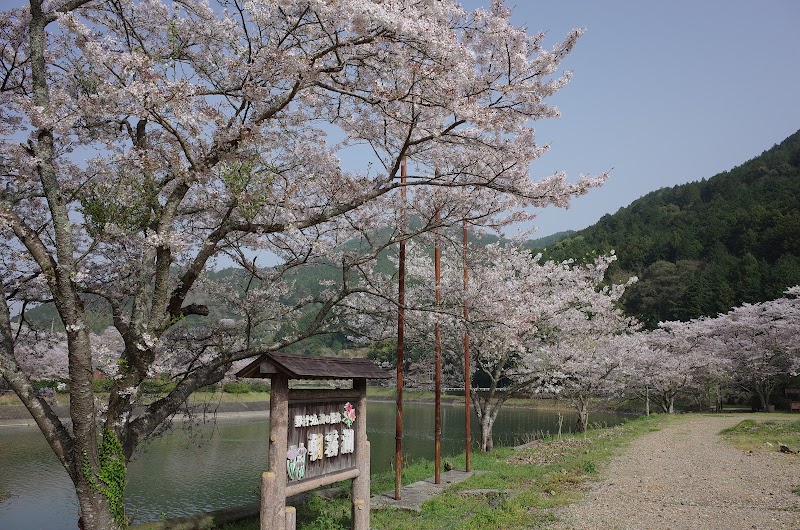 明間河川公園(桜)