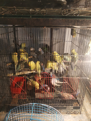 Bird shops Mumbai