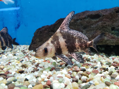 Anchor Bay Aquarium