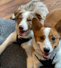 Under Our Woof - Photo 4 - Car repair in , Los Angeles