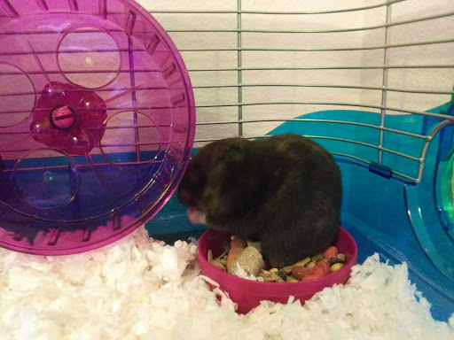 Pet Supply Store «Petco Animal Supplies», reviews and photos, 1320 E Lincoln Way p101, Sparks, NV 89434, USA