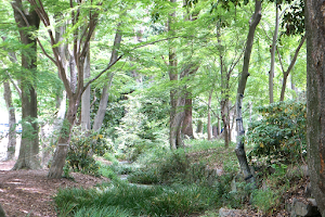 Tadasu-no-Mori Forest image