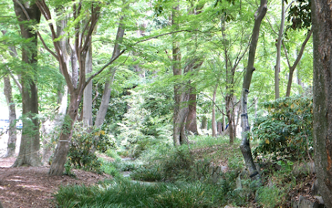 Tadasu-no-Mori Forest image