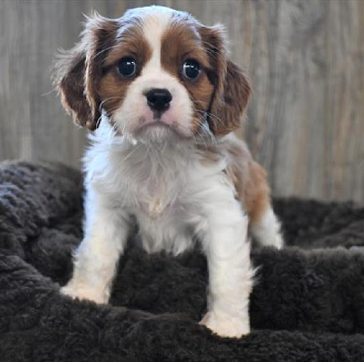 Pet Store «Pet Express», reviews and photos, 250 Granite St, Braintree, MA 02184, USA