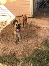 Red Woof Inn Pet Hotel - Photo 3 - Car repair in Brooksville, FL, Spring Hill