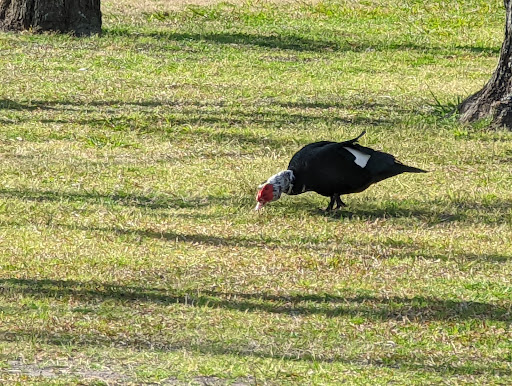 Golf Course «Beacon Lakes Golf Club - OPEN to the PUBLIC», reviews and photos, 801 FM646, Dickinson, TX 77539, USA