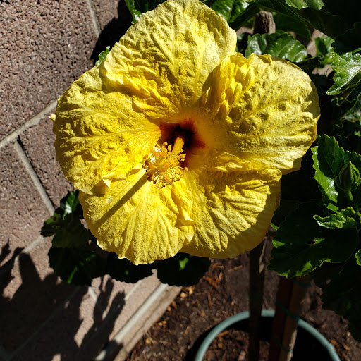 Garden Center «International Garden and Floral Design Center», reviews and photos, 155 N Sepulveda Blvd, El Segundo, CA 90245, USA