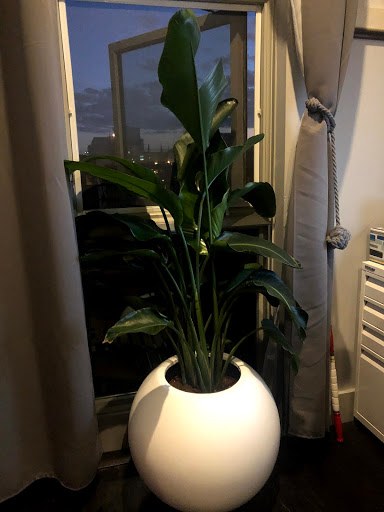 Florist «World of Flowers», reviews and photos, 971 Manhattan Ave, Brooklyn, NY 11222, USA