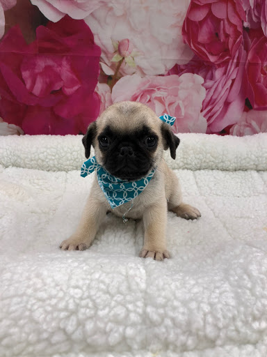 Pet Store «Happiness Is Pets Vi», reviews and photos, 616 E Roosevelt Rd, Lombard, IL 60148, USA