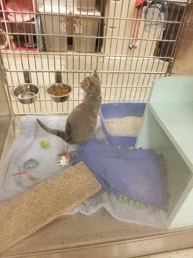 Pet Supply Store «PetSmart», reviews and photos, 1520 Pleasant Valley Rd, Manchester, CT 06042, USA