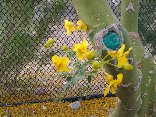 Park «Angel Park», reviews and photos, Angel Park Trail, Las Vegas, NV 89145, USA