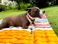 Dogfather Inn - Photo 3 - Car repair in Granite City, IL, St. Louis