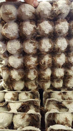 Top Hat Cricket Farm, 1919 Forest Dr, Portage, MI 49002, USA, 