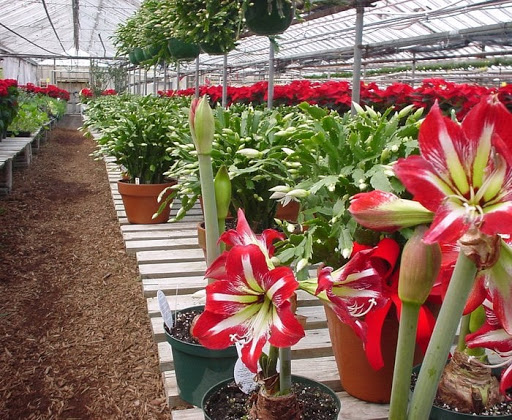 Orchid grower Springfield