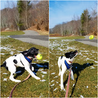 Be Pawsitive Pet Care - Photo 4 - Car repair in , Brockton